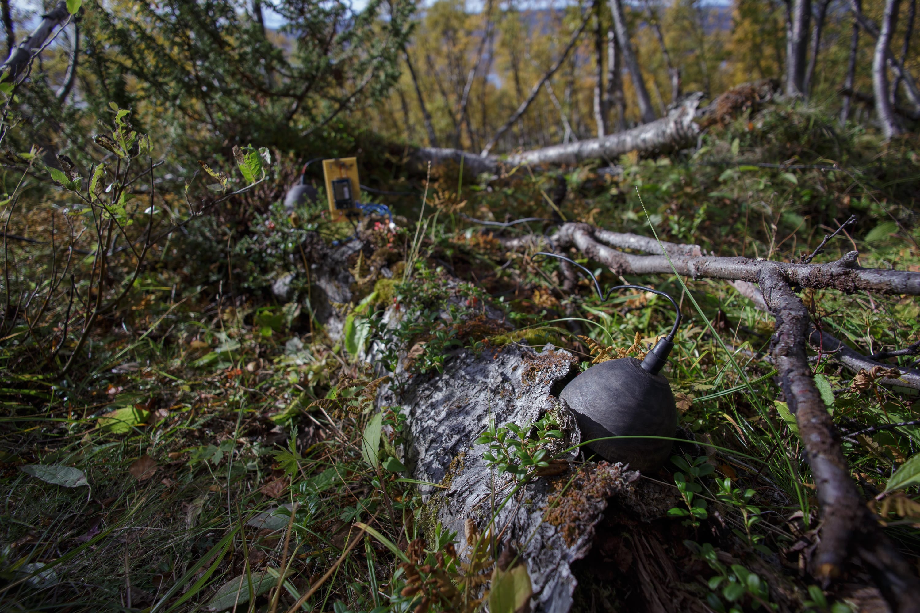 Fallen tree in 2019.