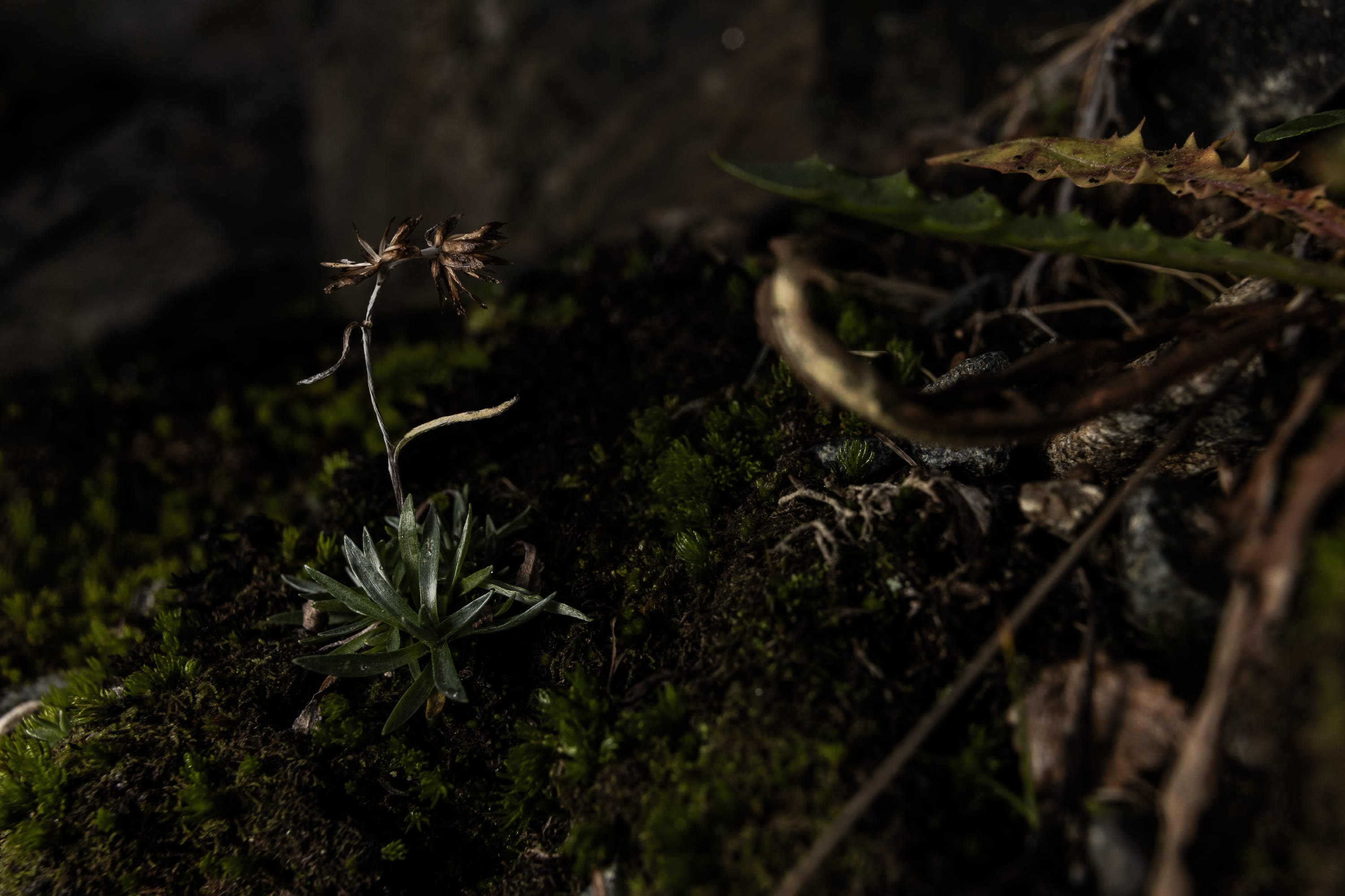 A portrait of a dweller at Crevice next to Waterfall.