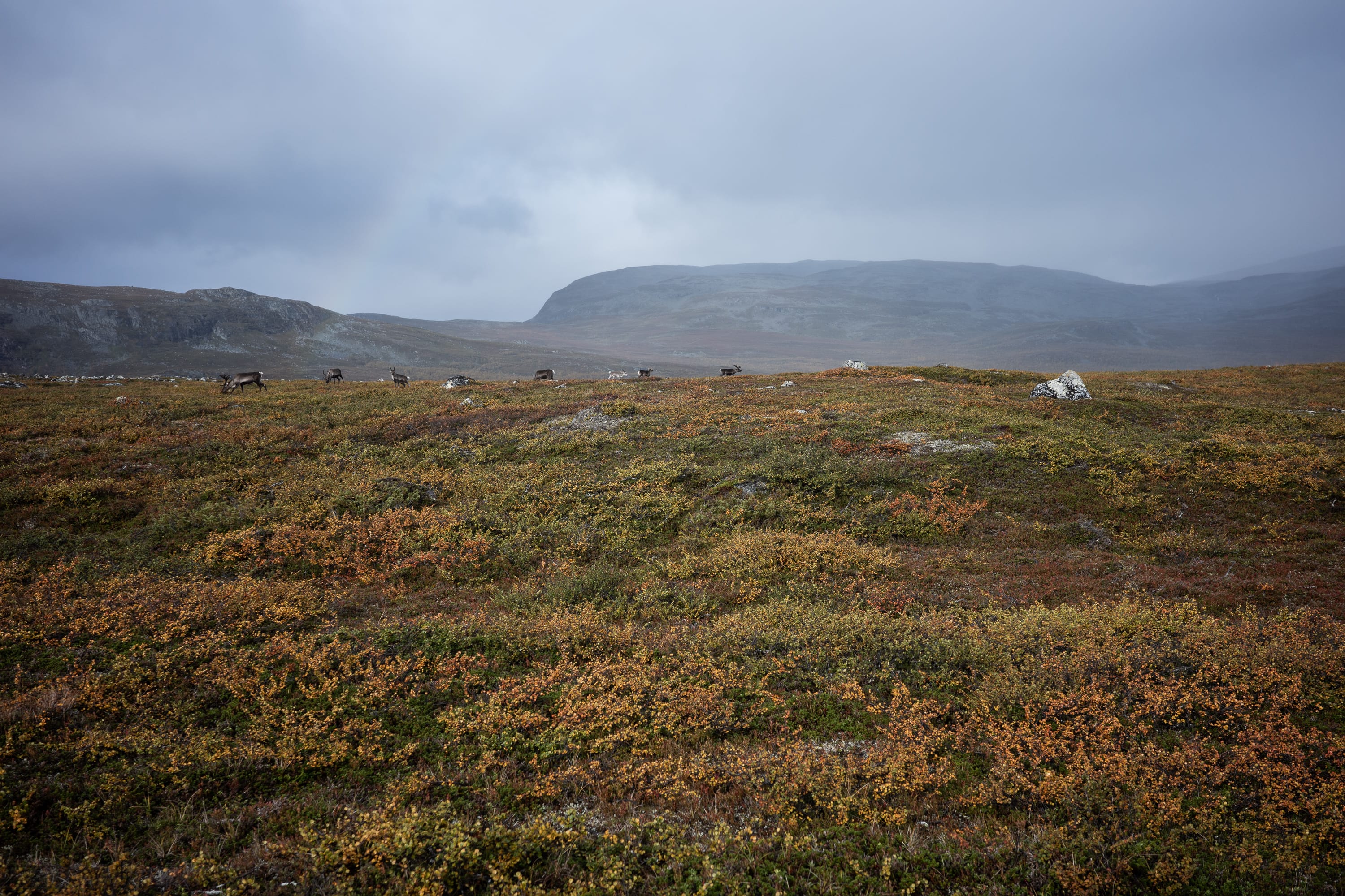 The place where the ICOS tower will be located. Note the reindeer and the rainbow. It must be a wonderful place for a tower.