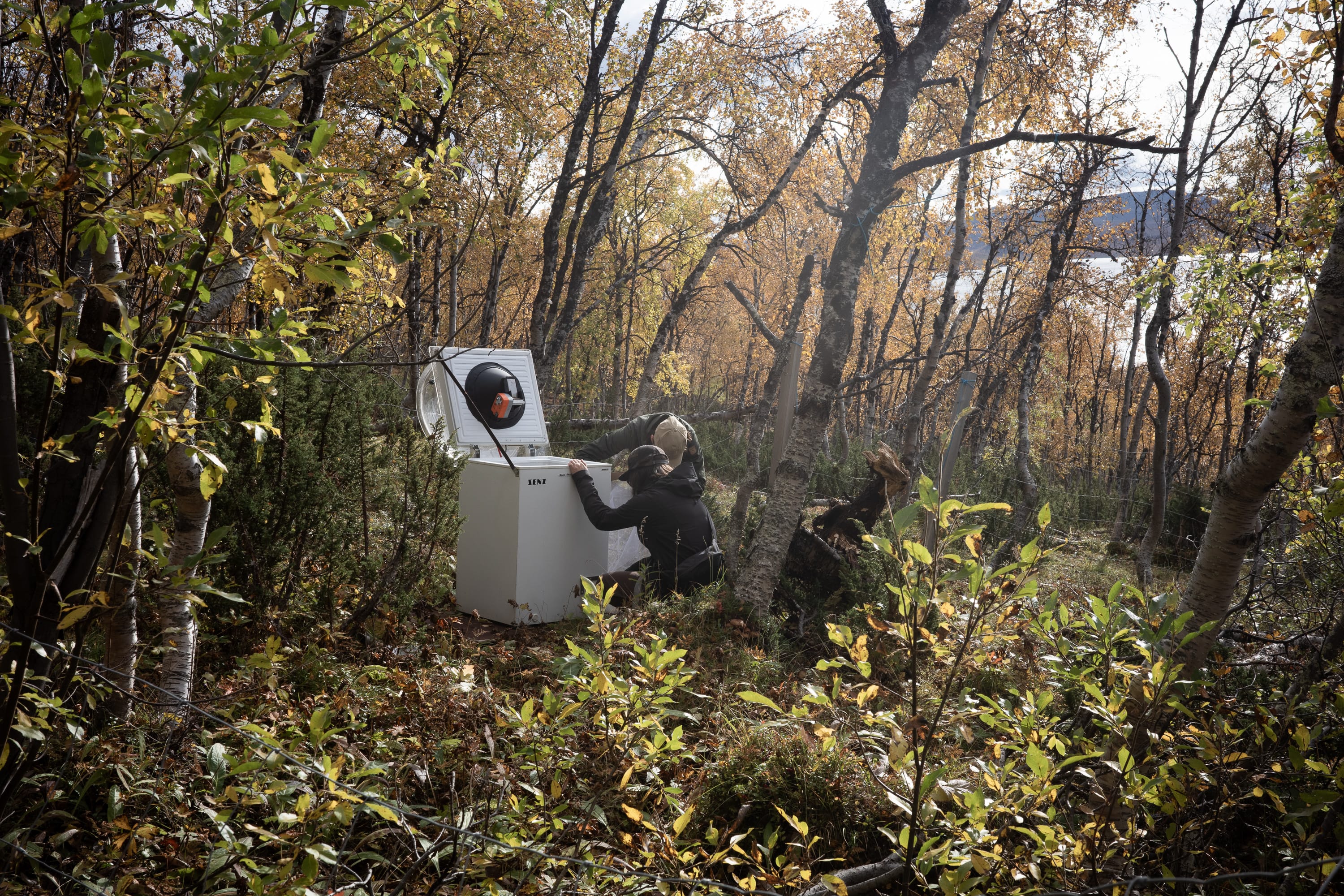 Essentially, the butterfly trap consists of a lamp with a freezer situated in the forest.